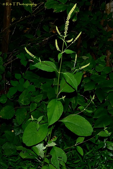 {Ambrosia trifida}